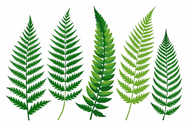 Vector fern frond color art artistic depictions of the graceful fern frond