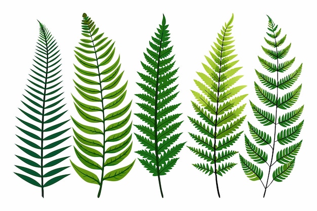 Vector fern frond color art capturing the fullness of a lush fern frond