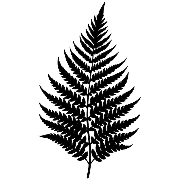 Vector fern leaf black silhouette vector art and illustration