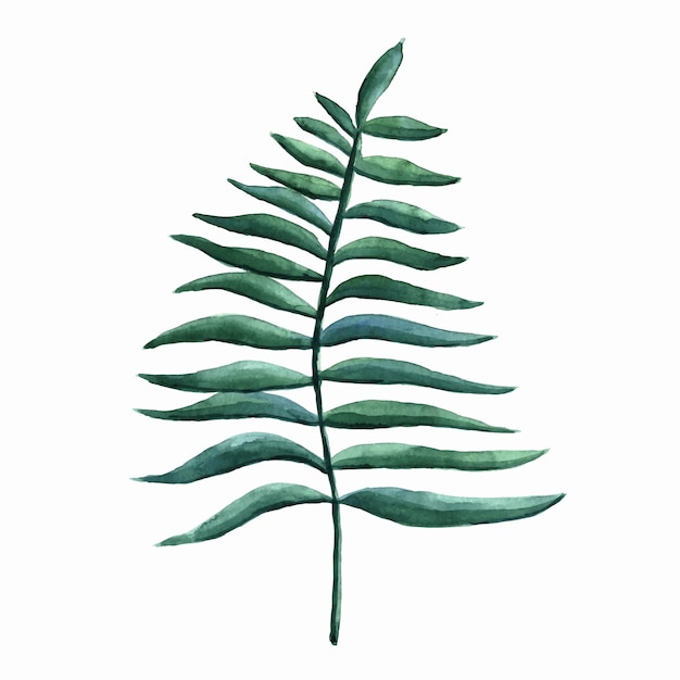 Fern leaf watercolor illustration