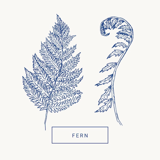 Fern leaves hand draw vintage engraving clip art isolated on white background