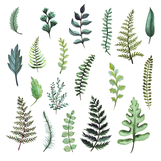 Fern  watercolor illustrations. Botanical clipart. Set of Green leaves, herbs and branches. Floral Design elements.