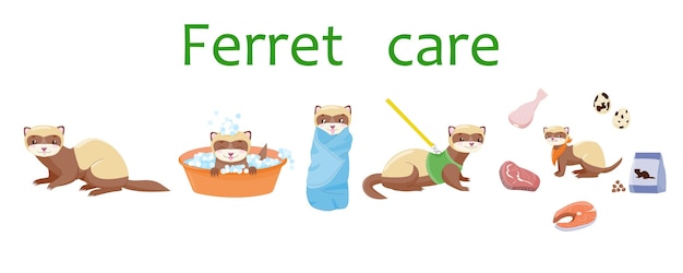 Ferret care Animal Polecat fitch foumart Domestic marten Cartoon cute animal