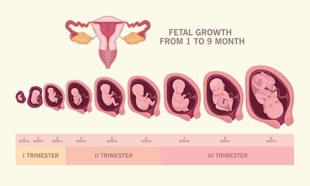 Fetal growth and uterus