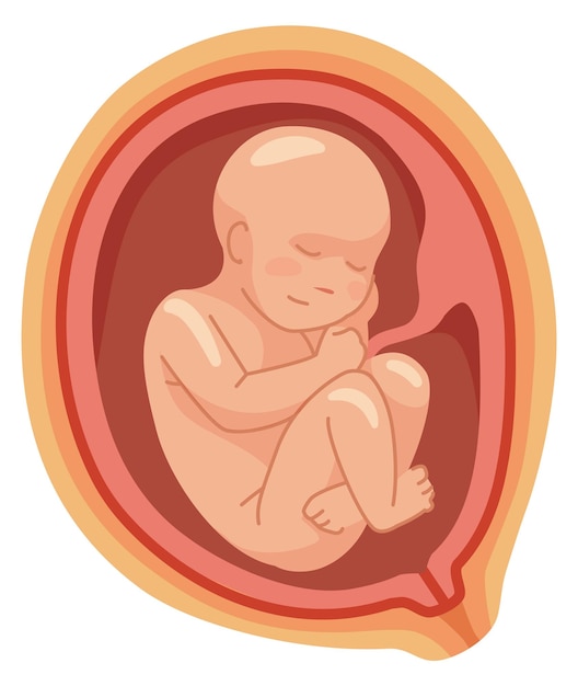 Fetal stage icon Human child in uterus Pregnancy symbol