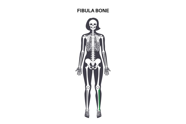 Vector fibula bone anatomy