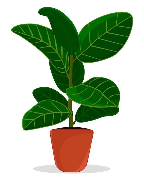 Ficus Houseplant in a pot