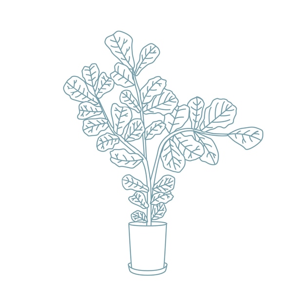 Fiddle-leaf fig or Ficus lyrata growing in pot. Decorative houseplant hand drawn with contour lines on white background. Gorgeous exotic potted plant in home garden. Monochrome vector illustration.