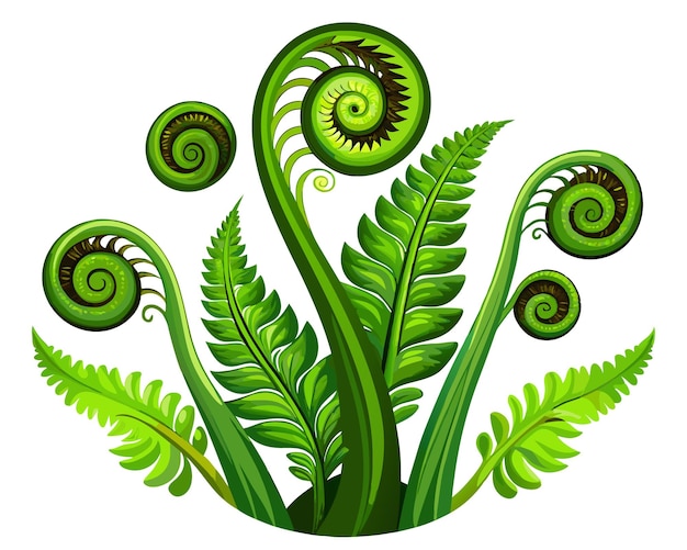 Vector fiddleheads vector illustration isolated on white background