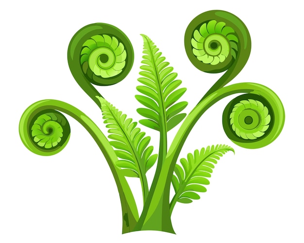 Fiddleheads vector illustration isolated on white background