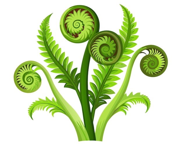 Vector fiddleheads vector illustration isolated on white background