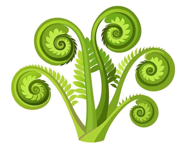 Fiddleheads vector illustration isolated on white background