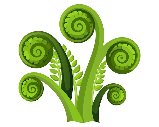 Vector fiddleheads vector illustration isolated on white background