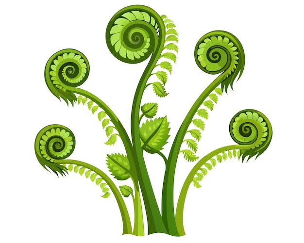 Vector fiddleheads vector illustration isolated on white background