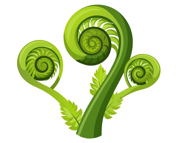 Fiddleheads vector illustration isolated on white background