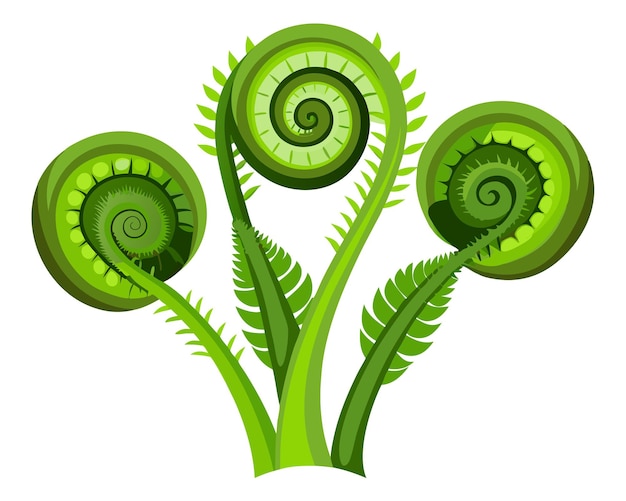 Fiddleheads vector illustration isolated on white background