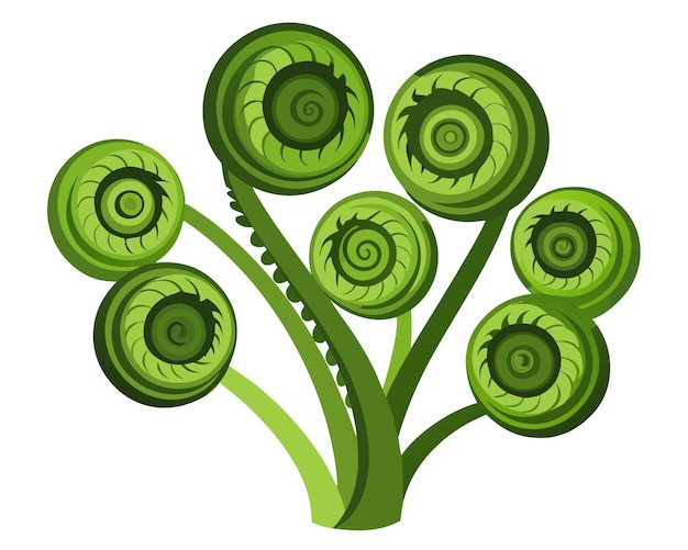 Fiddleheads vector illustration isolated on white background