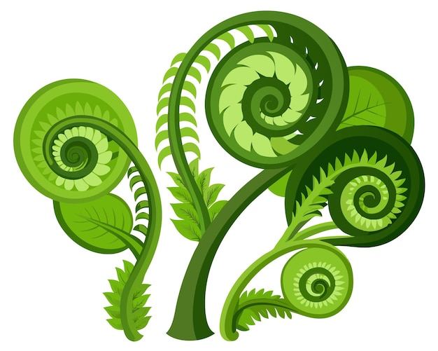 Fiddleheads vector illustration isolated on white background