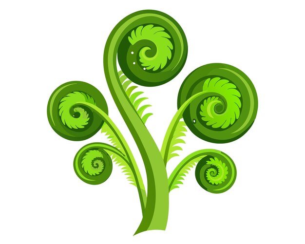 Vector fiddleheads vector illustration isolated on white background