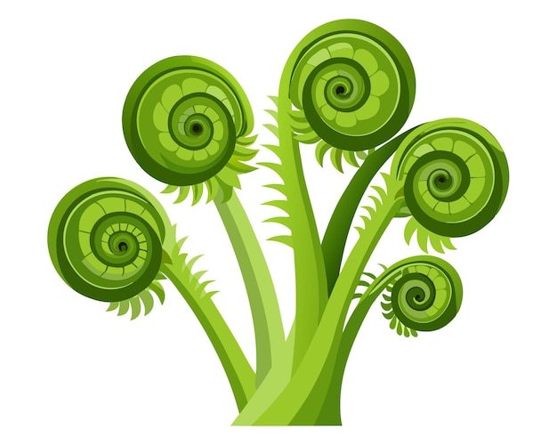 Fiddleheads vector illustration isolated on white background