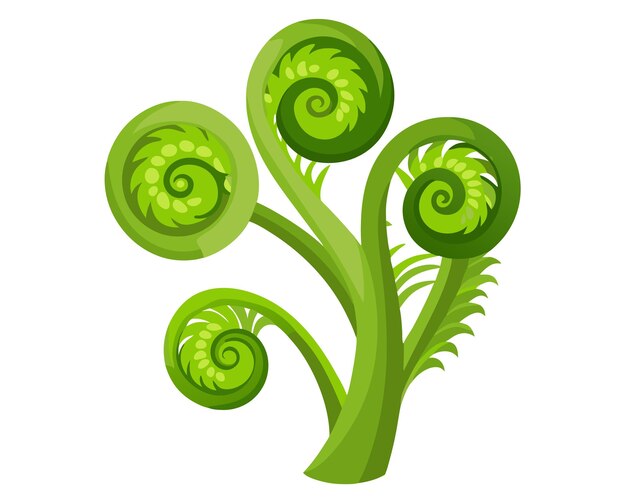 Vector fiddleheads vector illustration isolated on white background