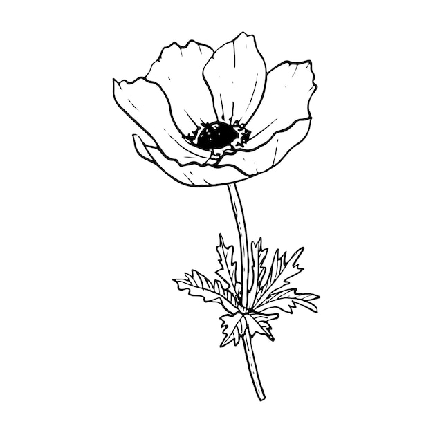 Vector field anemone poppy flower with stem and leaves vector illustration for spring floral design