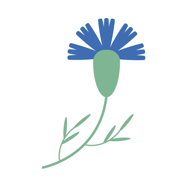 Field cornflower flower vector isolated flat style