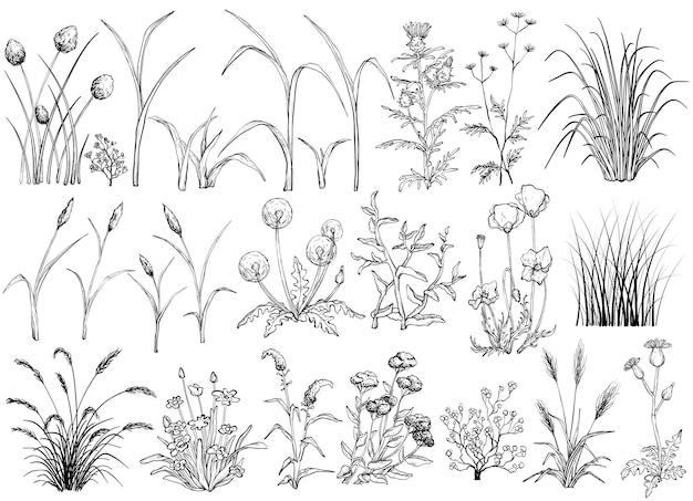 Field flowers and grass black and white hand drawn illustration