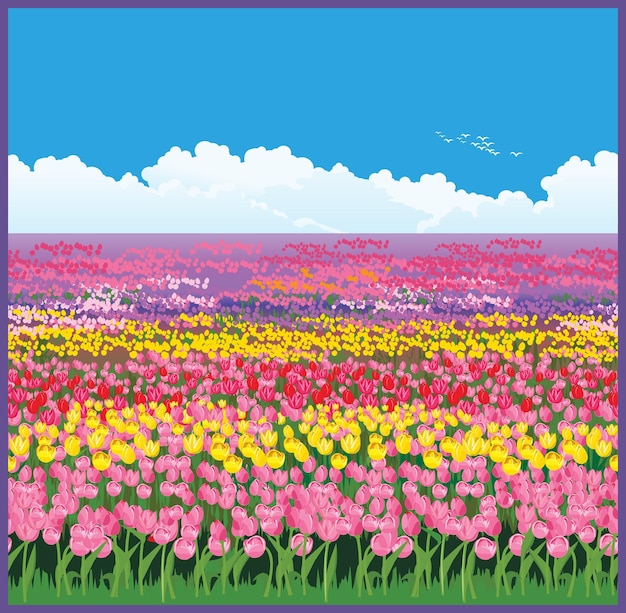 Field of tulips