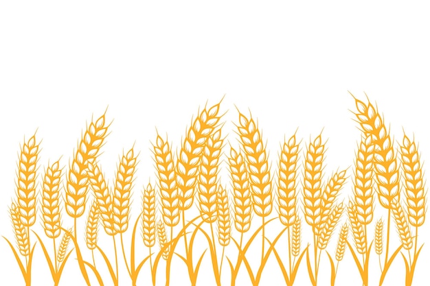 Field of Wheat Barley or Rye vector visual illustration