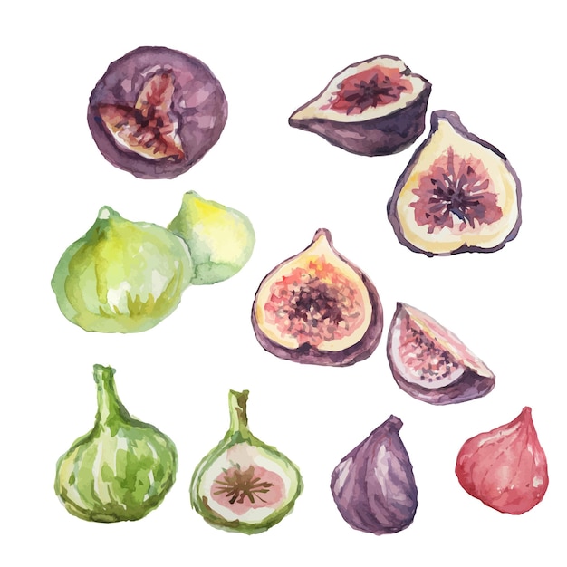 Fig fruits Hand drawn watercolor illustration Nature natural product Seamless pattern