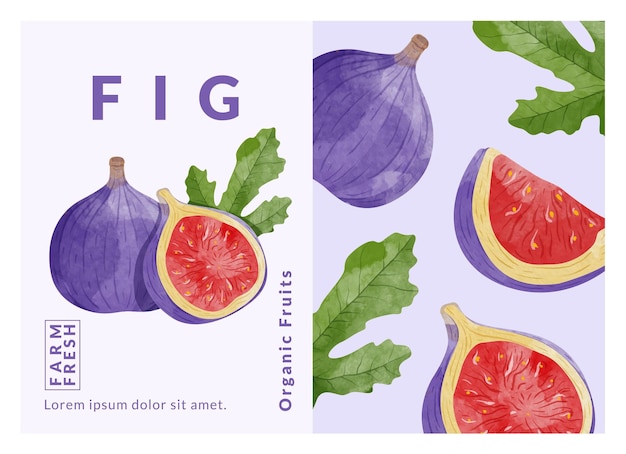 Fig packaging design templates watercolour style vector illustration