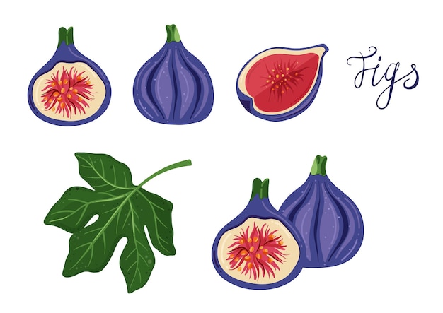 Fig vector cartoon elements and lettering set. Exotic fruit, fig leaf, cut figs, half and quarter.