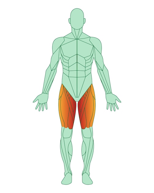 Figure of a man with highlighted muscles Body with thigh muscles highlighted in red Quadriceps