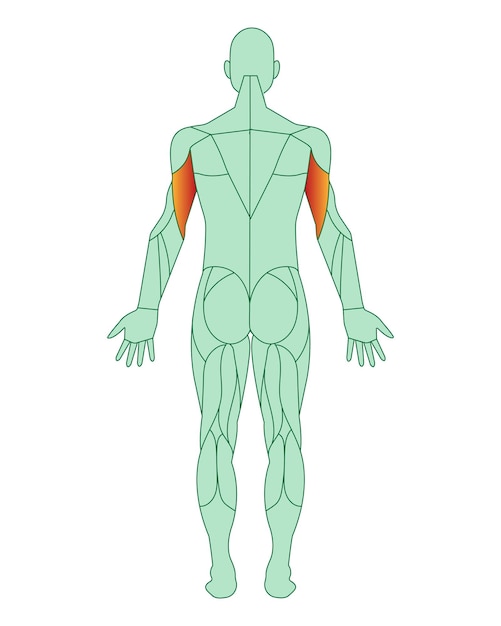 Figure of a man with highlighted muscles Highlighted in red biceps of arms or shoulders Male musc