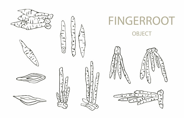 Fingerroot outline for health on white background