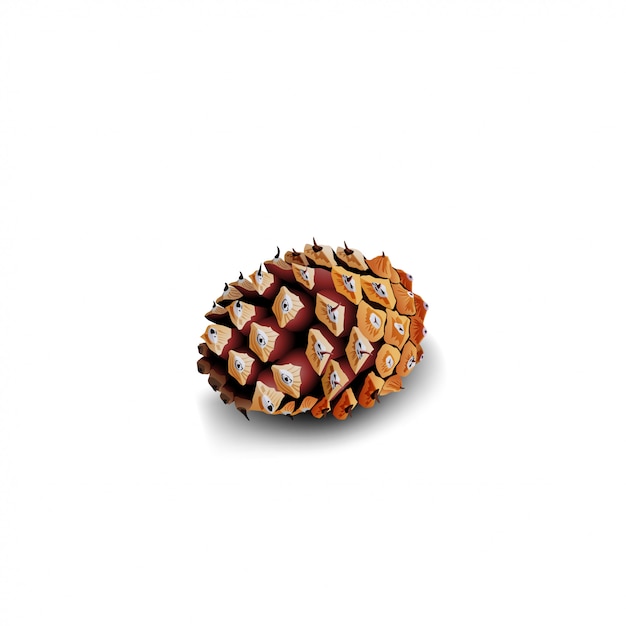 Fir cone isolated on white 