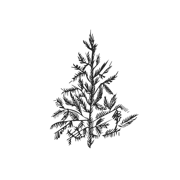 fir tree isolated on white background vector illustration