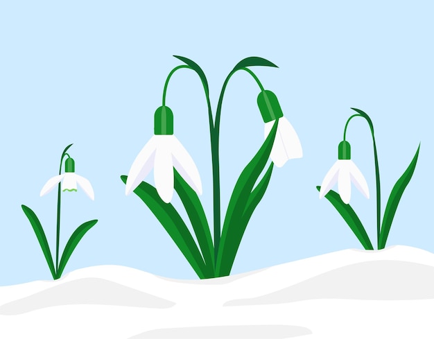 First spring flowers snowdrops vector illustration