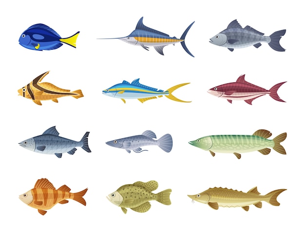 Fish characters illustration