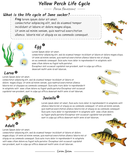 Fish life cycle or yellow perch life cycle with explanation template