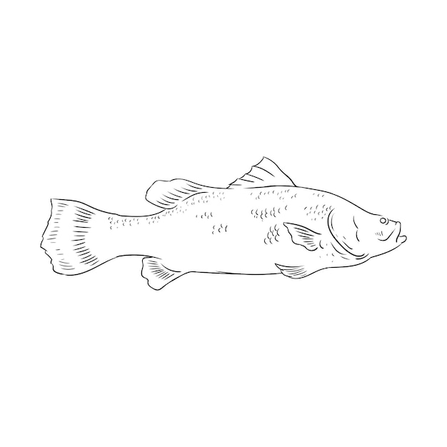 Fish sketches that are commonly targeted by anglers