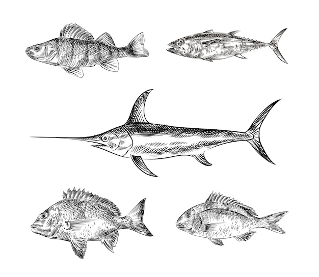 Fishes hand drawn sketches, illustration on white background