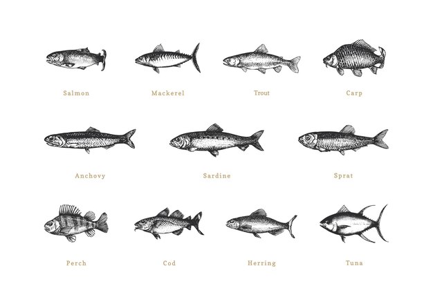 Vector fishes vintage collection in vector drawn set