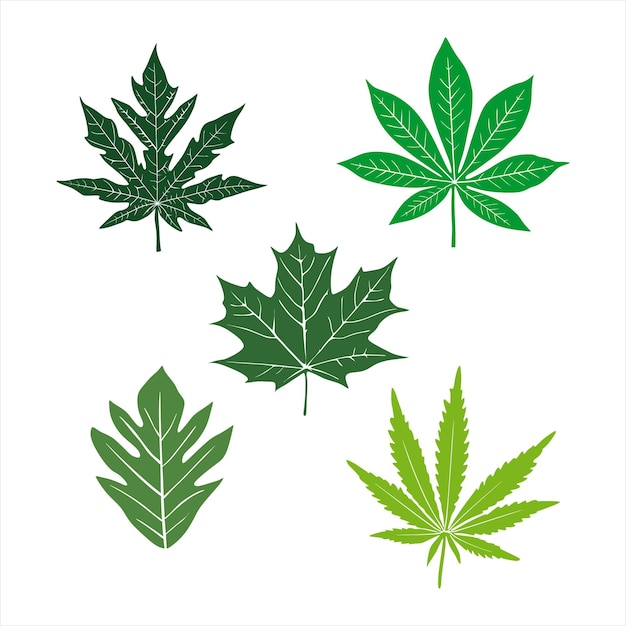 Five herb leaves in green color variation vector