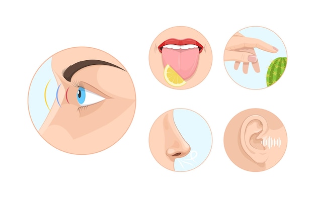 Five human feelings circle set. Sight, smell, touch, hearing and taste senses. Mouth, tongue, lips, hand, nose, eye, and ear at rounded icons. Anatomy education learning sensory organ cartoon vector