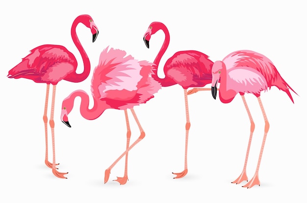 Flamingo collection. Vector isolated elements on white background. Pink flamingos in different poses