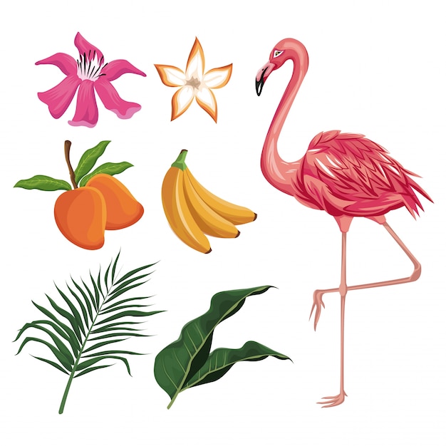 Vector flamingo mango banana flower leaves nature tropical 