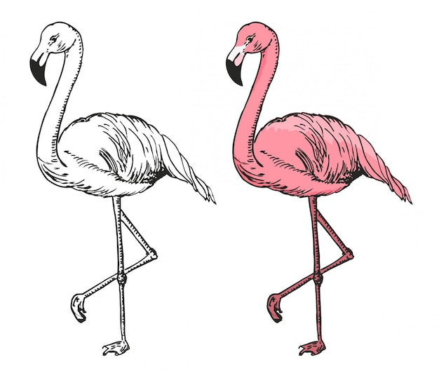 Flamingo sketch  illustration.  sketch flamingo, exotic bird.