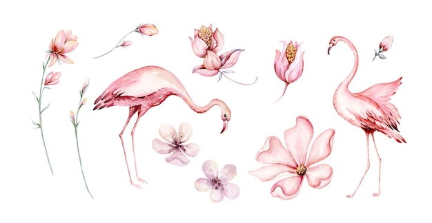 Flamingo watercolor elements Vector Tropical exotic flowers